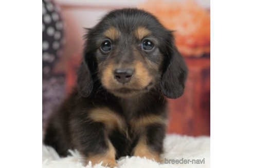 成約済の千葉県のミニチュアダックスフンド(ロングヘアード)-227646